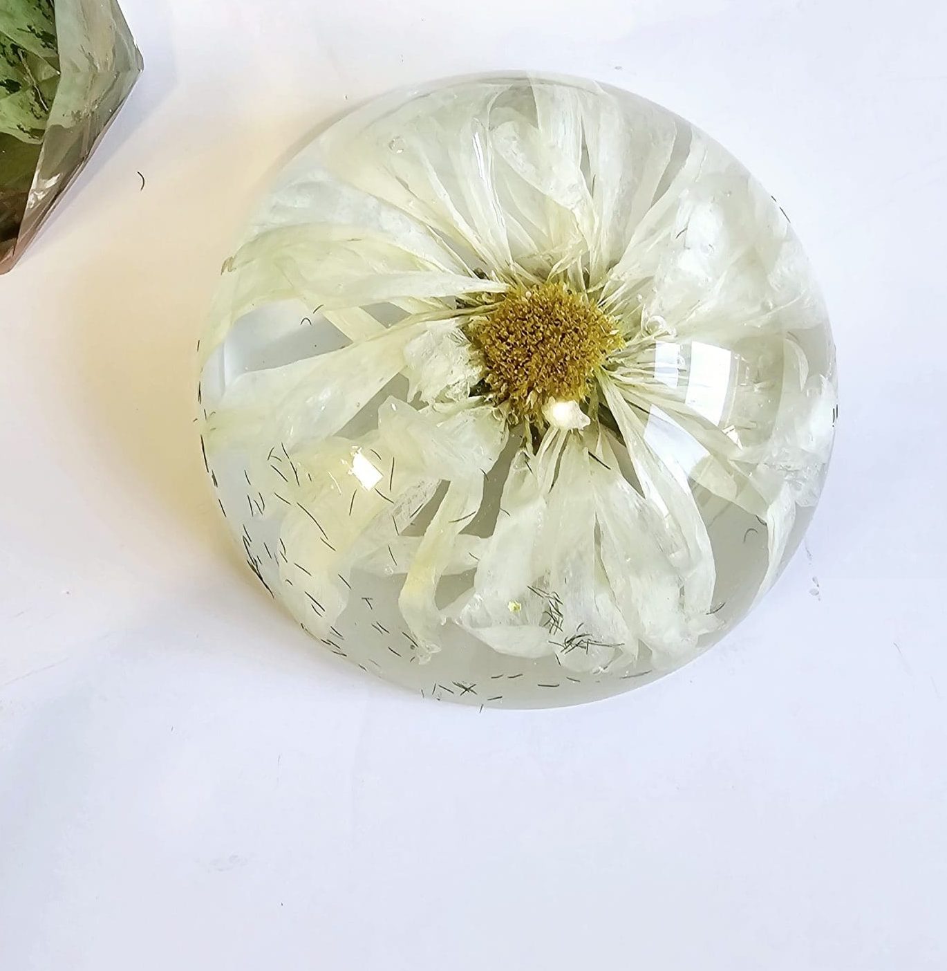 Clear resin half sphere paperweight with a dried flower inside on a white background