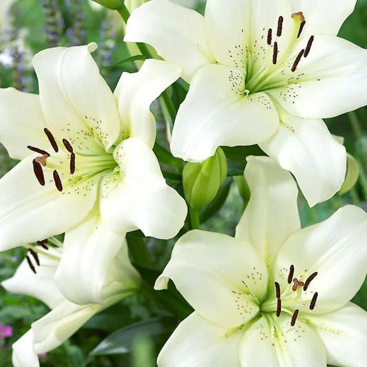 Funeral Flower Meanings & Memorial Keepsakes: A Gentle Guide to Saying Goodbye